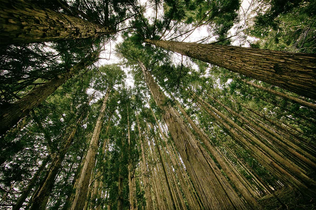 Green is the new black.